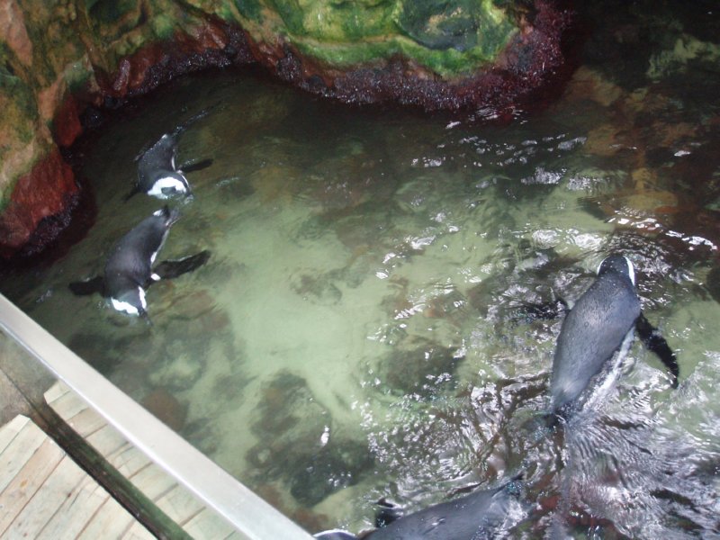 KeHa_in_South_Africa - 073